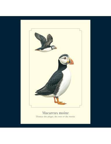 Carte Montessori Macareux moine – Oiseau marin