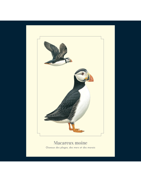 Carte Montessori Macareux moine – Oiseau marin