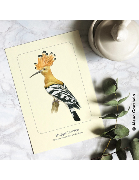 Carte Montessori Huppe fasciée – Oiseau aux couleurs d’ocre