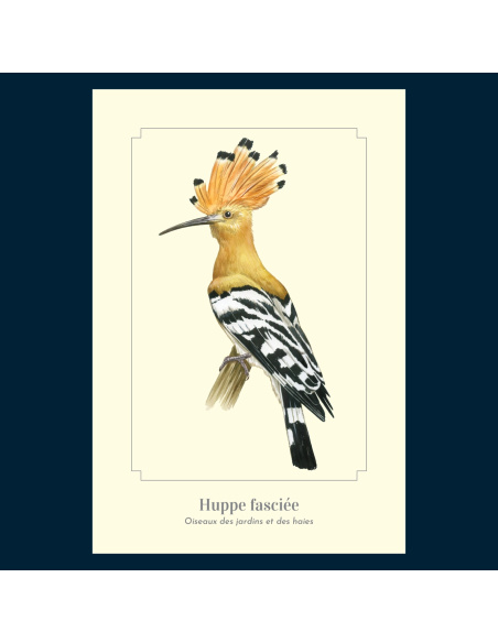 Carte Montessori Huppe fasciée – Oiseau aux couleurs d’ocre