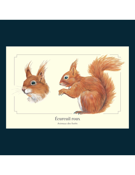 Carte Montessori Écureuil roux – Acrobate des branches