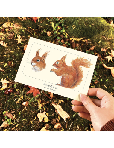 Carte Montessori Écureuil roux – Acrobate des branches