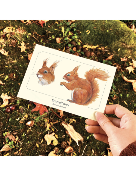 Carte Montessori Écureuil roux – Acrobate des branches