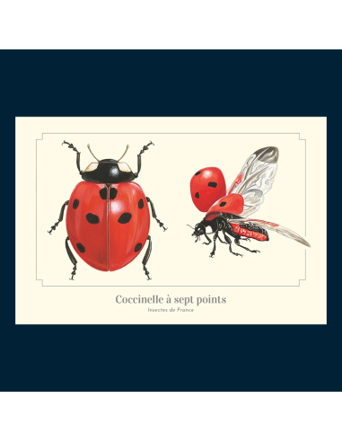 Carte Montessori Coccinelle – Insecte du jardin