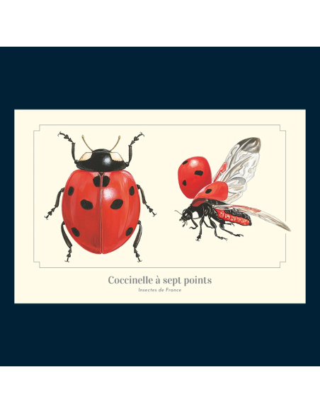 Carte Montessori Coccinelle – Insecte du jardin