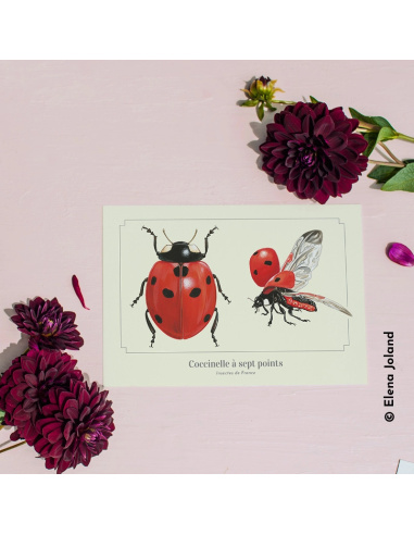 Carte Montessori Coccinelle – Insecte du jardin