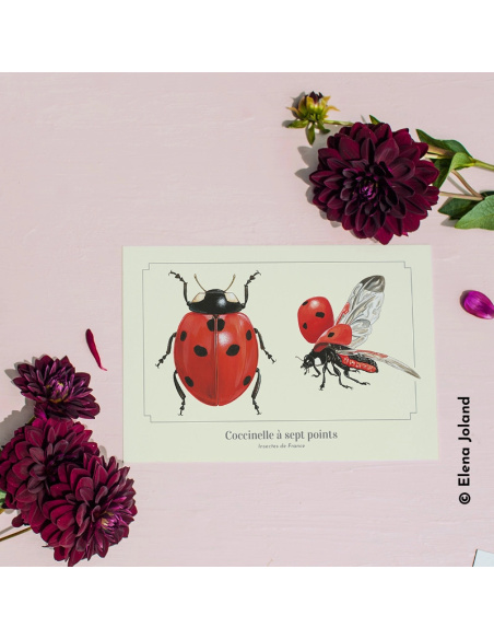 Carte Montessori Coccinelle – Insecte du jardin