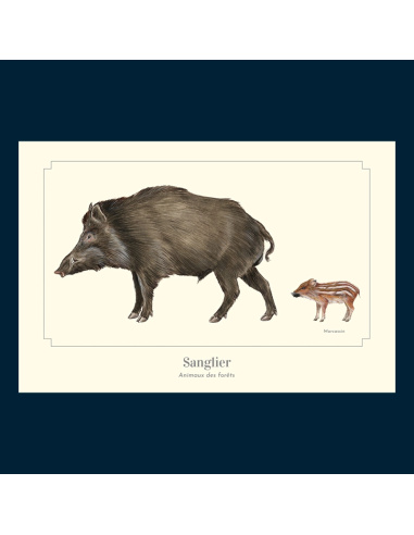 Carte Montessori Sanglier – Sus scrofa & marcassin