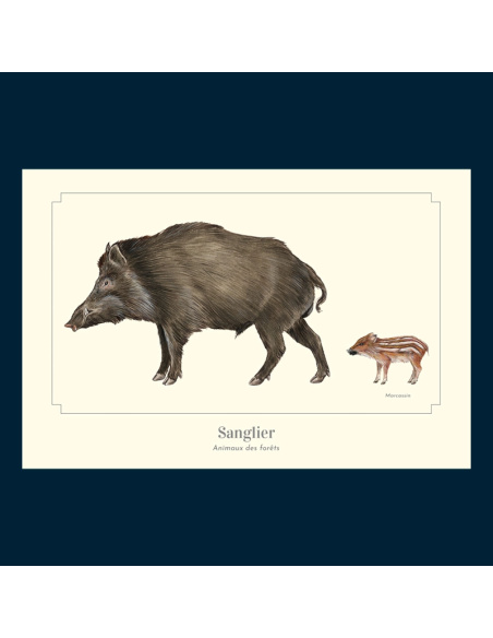 Carte Montessori Sanglier – Sus scrofa & marcassin