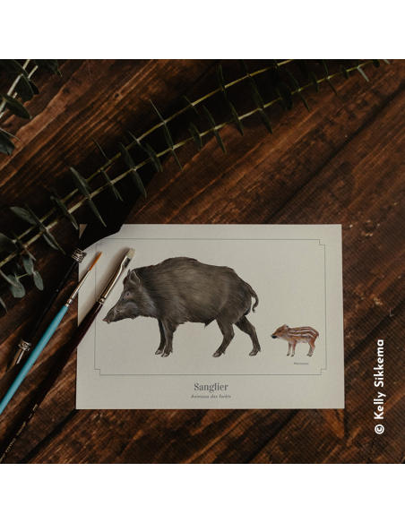 Carte Montessori Sanglier – Sus scrofa & marcassin