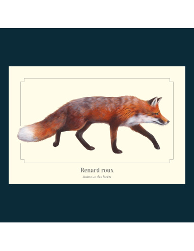 Carte Montessori Renard roux – Goupil des haies