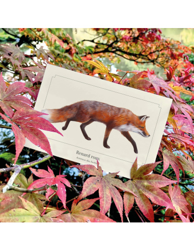 Carte Montessori Renard roux – Goupil des haies