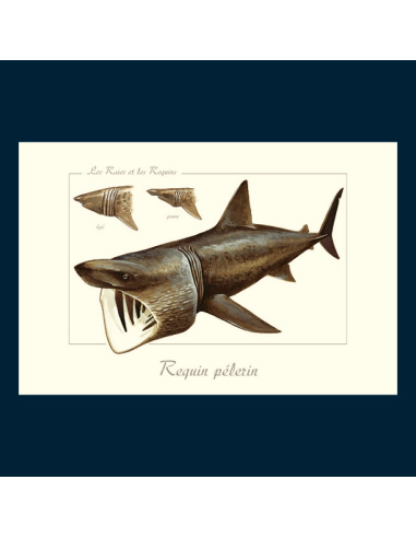 Carte Montessori Requin pèlerin – Géant filtreur