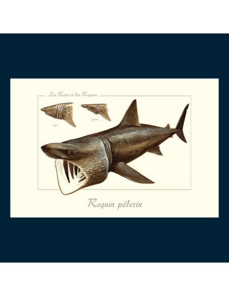 Carte Montessori Requin pèlerin – Géant filtreur
