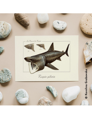 Carte Montessori Requin pèlerin – Géant filtreur