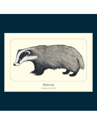 Carte Montessori Blaireau – Mammifère de la forêt