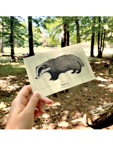 Carte Montessori Blaireau – Mammifère de la forêt