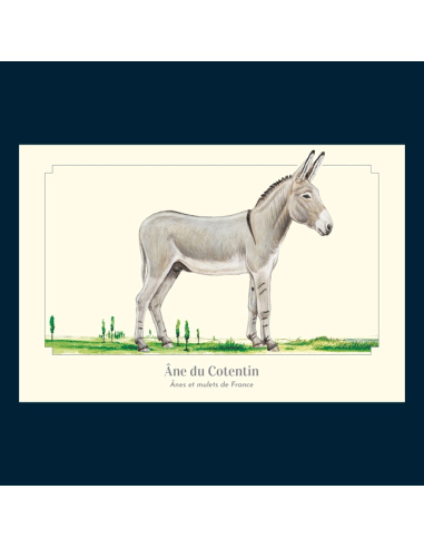 Carte Montessori Âne du Cotentin – Compagnon normand