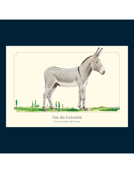 Carte Montessori Âne du Cotentin – Compagnon normand