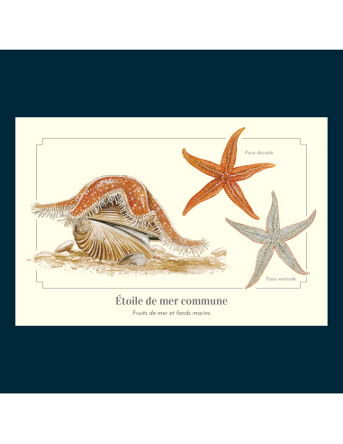 Carte Montessori Étoile de mer commune – Cinq bras et ventouses