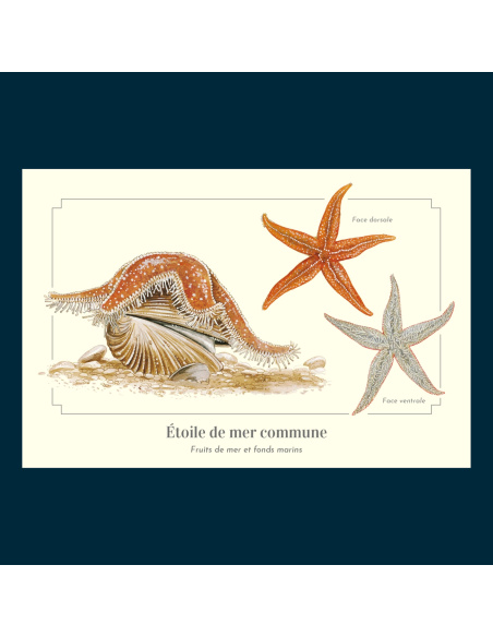 Carte Montessori Étoile de mer commune – Cinq bras et ventouses