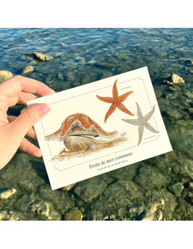 Carte Montessori Étoile de mer commune – Cinq bras et ventouses