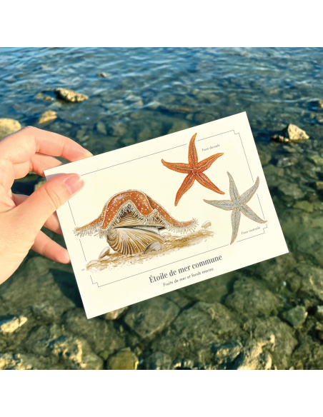 Carte Montessori Étoile de mer commune – Cinq bras et ventouses