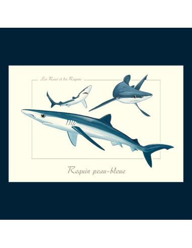 Carte Montessori Requin bleu – Voyageur de l’océan