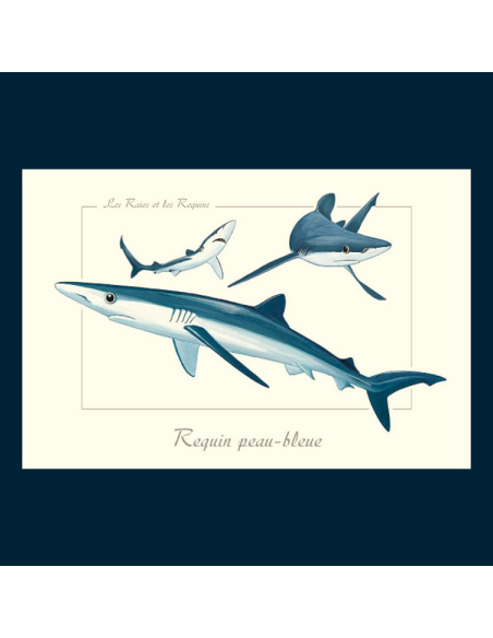 Carte Montessori Requin bleu – Voyageur de l’océan