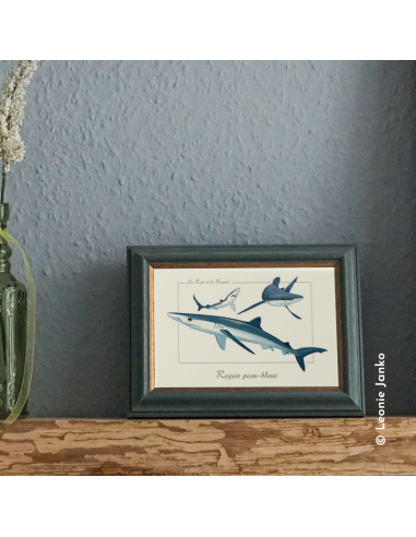 Carte Montessori Requin bleu – Voyageur de l’océan
