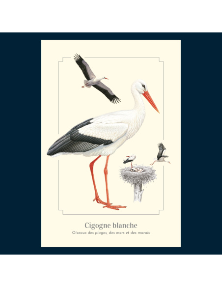 Carte Montessori Cigogne blanche – Grande migratrice