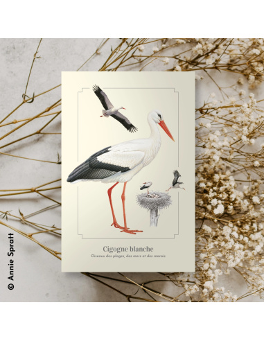 Carte Montessori Cigogne blanche – Grande migratrice