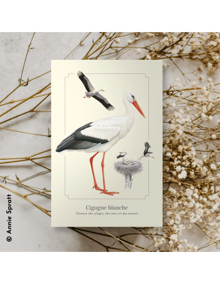 Carte Montessori Cigogne blanche – Grande migratrice