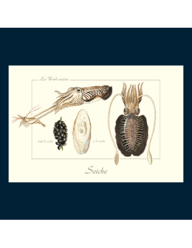 Carte Montessori Seiche – Magie du camouflage