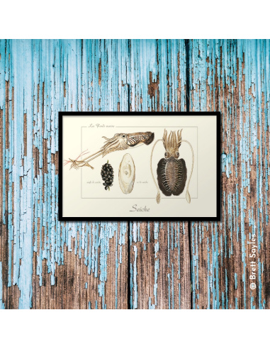 Carte Montessori Seiche – Magie du camouflage