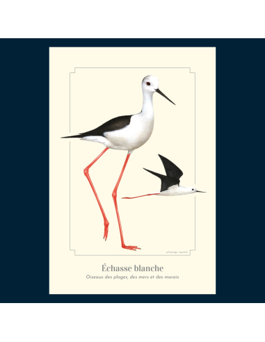 Carte Montessori Échasse blanche – Limicole élancé