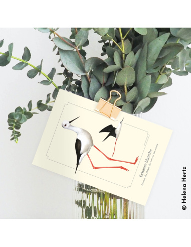 Carte Montessori Échasse blanche – Limicole élancé