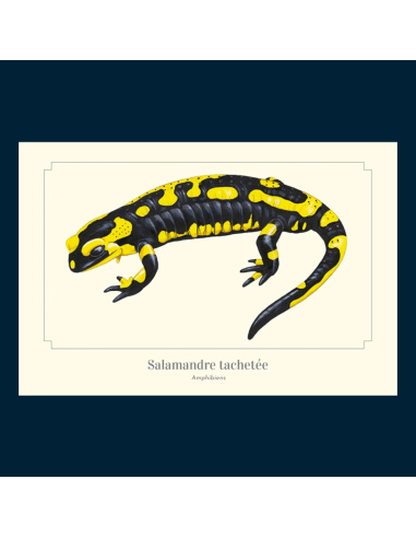 Carte Montessori Salamandre tachetée – Amphibien nocturne