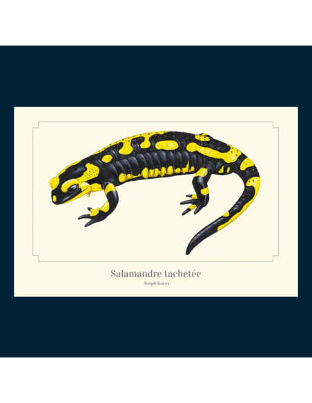 Carte Montessori Salamandre tachetée – Amphibien nocturne