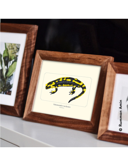 Carte Montessori Salamandre tachetée – Amphibien nocturne