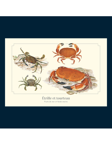 Carte Montessori Étrille et Tourteau – Crustacés côtiers
