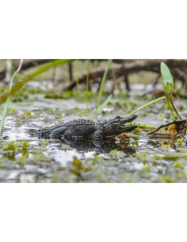 Figurine alligator ToyMany