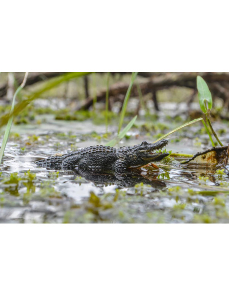 Figurine alligator ToyMany