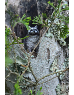 Figurine raton laveur ToyMany 2