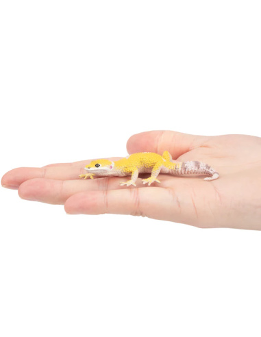 Figurine gecko léopard ToyMany