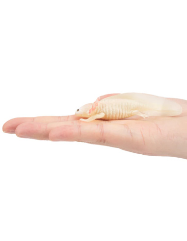Figurine axolotl ToyMany