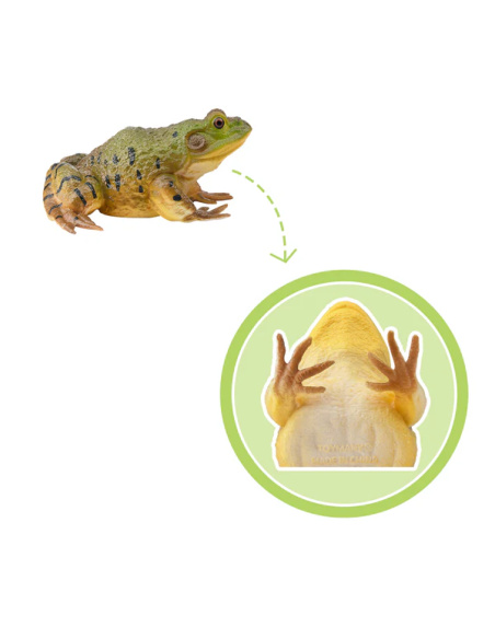 Grenouille taureau d’Amérique – Figurine Toymany