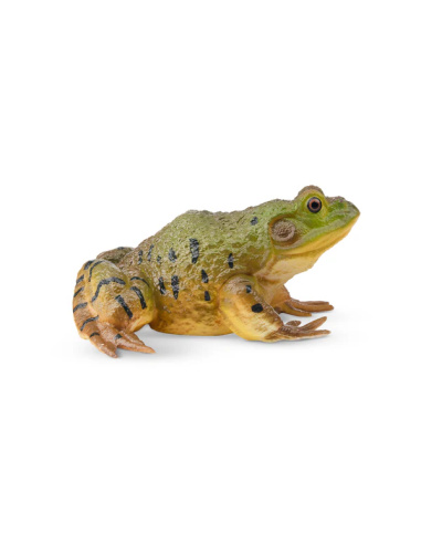 Grenouille taureau d’Amérique – Figurine Toymany