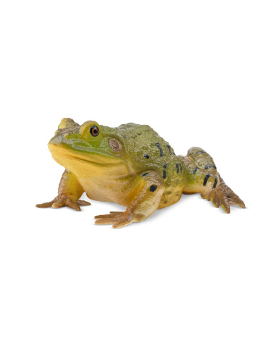 Grenouille taureau d’Amérique – Figurine Toymany