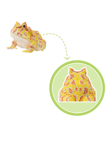 Figurine grenouille cornue d’Argentine ToyMany